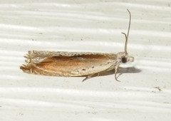 Ancylis diminuatana
