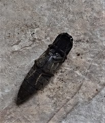 Orthostethus infuscatus