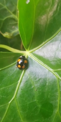 Harmonia axyridis