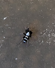 Sergiolus tennesseensis