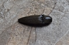 Orthostethus infuscatus