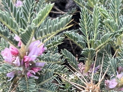 Astragalus siculus