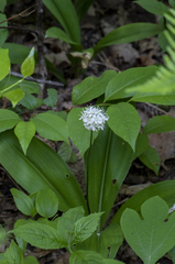Clintonia umbellulata
