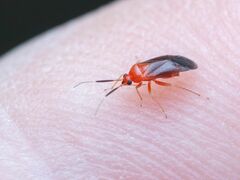 Rhinocapsus rubricans