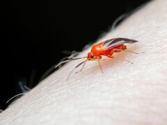 Rhinocapsus rubricans