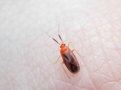 Rhinocapsus rubricans