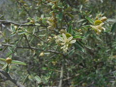 Atamisquea emarginata