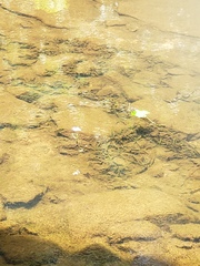 Sagittaria secundifolia