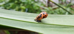 Harmonia axyridis