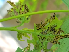 Eriophyes aceris