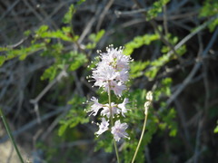 Boerhavia xantii