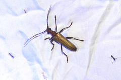 Centrodera decolorata
