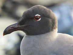 Leucophaeus fuliginosus