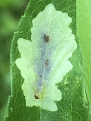 Calycomyza promissa