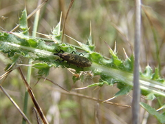 Rhinocyllus