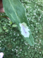 Calycomyza promissa