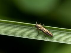 Agrilus cuprescens