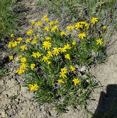 Stenotus armerioides