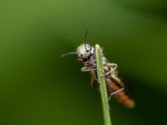 Agrilus cuprescens