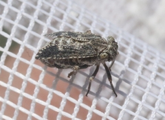 Dyctidea