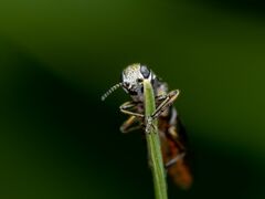 Agrilus cuprescens