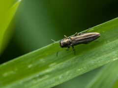 Agrilus cuprescens