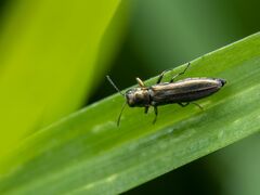 Agrilus cuprescens