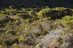 Osmitopsis asteriscoides