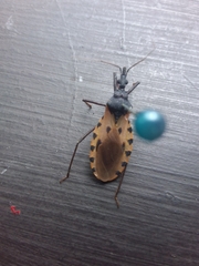 Triatoma dimidiata