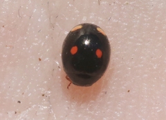 Hyperaspis lateralis