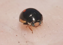 Hyperaspis lateralis