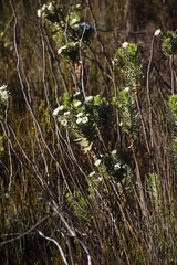Osmitopsis asteriscoides