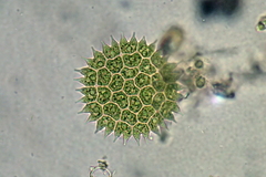 Pediastrum
