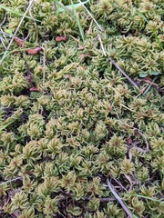 Leucolepis