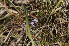 Viola decumbens