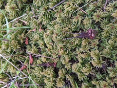 Leucolepis