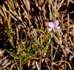 Viola decumbens