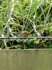 Synallaxis albescens