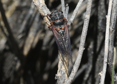 Platypedia sylvesteri