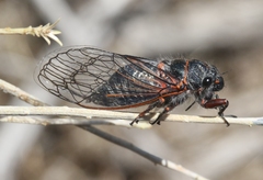 Platypedia sylvesteri