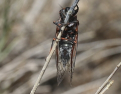 Platypedia sylvesteri