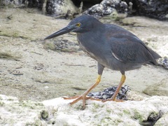 Butorides striata sundevalli