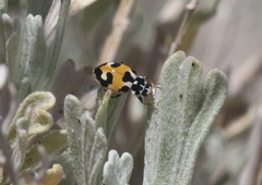 Hippodamia apicalis