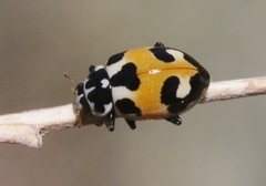 Hippodamia apicalis