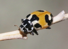 Hippodamia apicalis