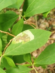 Leucanthiza dircella