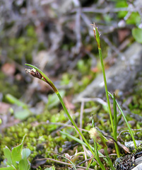Juncus biglumis
