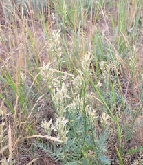 Astragalus asper