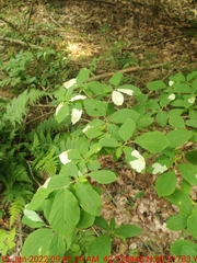 Leucanthiza dircella