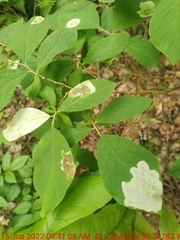 Leucanthiza dircella